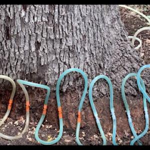 ArborCare & Consulting