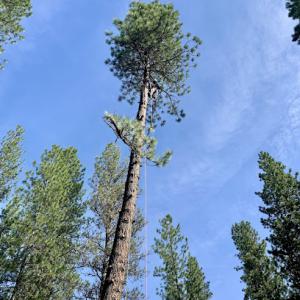 Mountain Tree Service