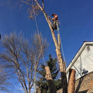 North Fork Tree Service