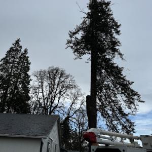 Top Tine Tree Services