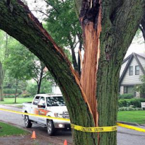 Homer Tree Care