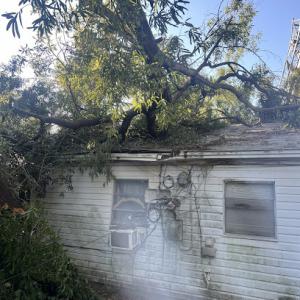 Tree Removal Services