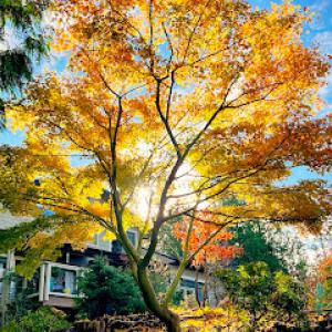 MAPLE MAN - Japanese Maple Pruning