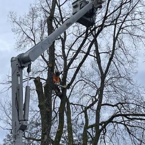 Sound Arbor LLC | Tree Pros | Snohomish | Monroe | WA