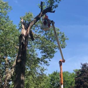 Dave's Tree Service