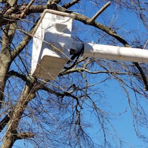 Express Tree Service of AL