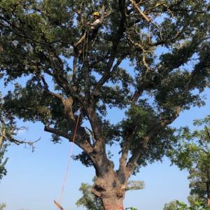 Texas Tree Removal & Trimming