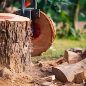 Tree Service Palmetto LFL