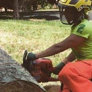 J.Harris Tree Care Certified Arborist- Albuquerque