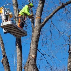Whits End Tree Care