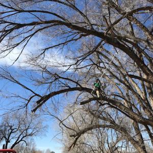 Chad's Tree & Shrub Service