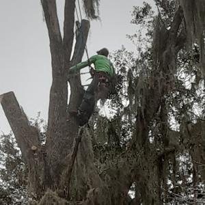 David's Tree Service