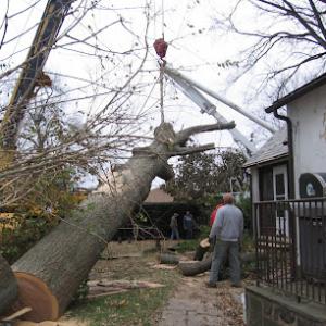 Mount Carmel Tree Service