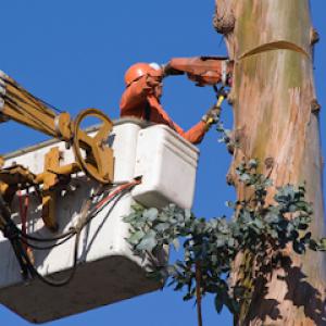 Sandoval Tree Service