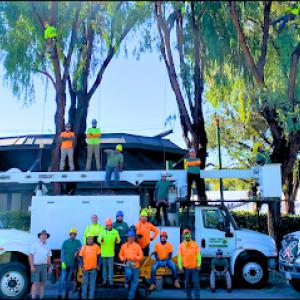 Buena Vista Tree Service