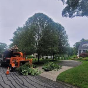 Apex Tree Care