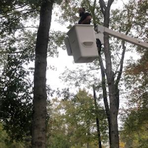 Bunker Hill Tree Service