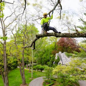 R Moore & Associates Tree Experts