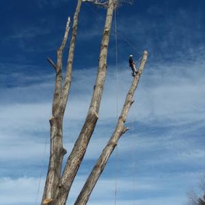 That Tree Guy