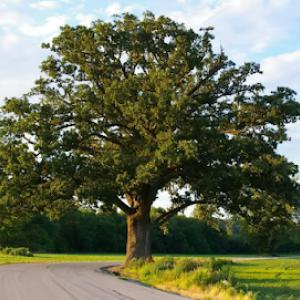 Ulrich Tree Care