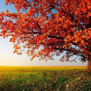 Milwaukee Tree Works