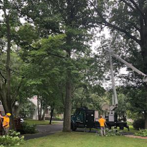Lupien Tree & Landscape