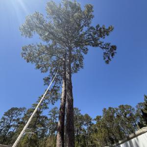 Jon Davis Tree Services