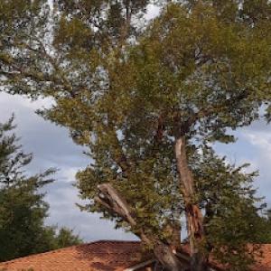 Trinity Forest Tree Care Service