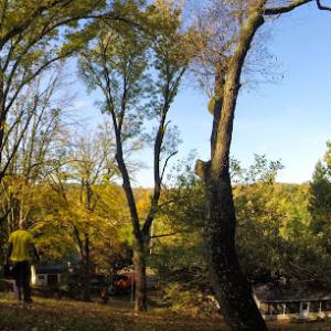 Rusty Roots Tree Care