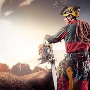 Philadelphia Tree Service Experts