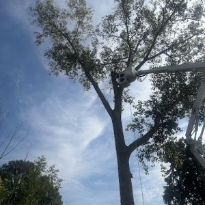 Diamond Landscape & Design