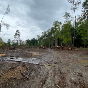 Davis Tree Service & Landscaping