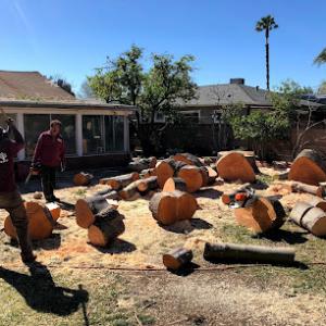 Safeway Tree Service