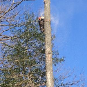 No Limitt Tree Service