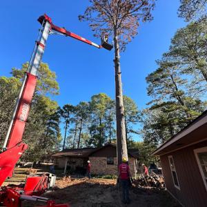 Walls Tree Service