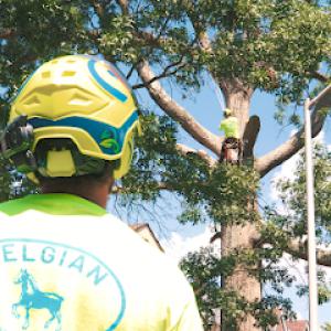 Belgian Tree Service