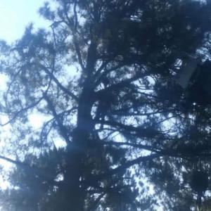 Dunn’s Tree Service