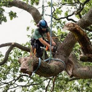 A Step Above Tree Care
