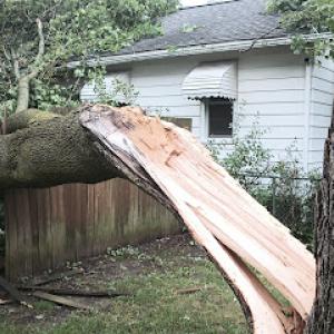 Prescott Tree Service