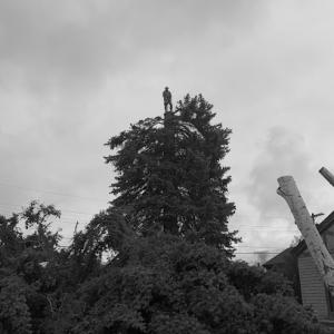 Pearston Tree Services