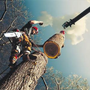 Gordon W. Frazier Tree Service