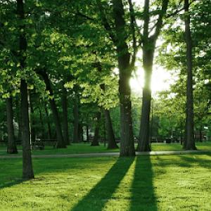 Brian's Tree Service