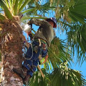 LJR Tree Services