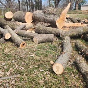 Corona Tree Service of Los Gatos