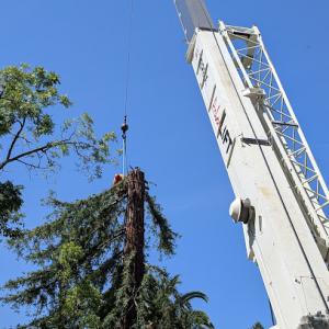 Serrano's Expert Tree Service