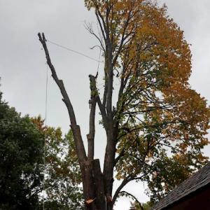 Corona Tree Service of Cupertino