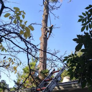 Referral Tree Service