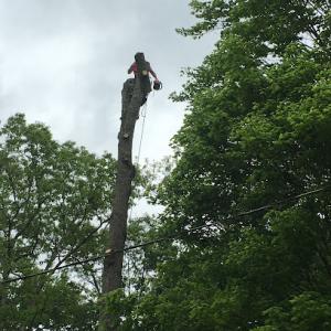 A&S tree Care