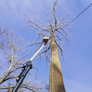 Tattersall Tree Experts