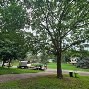 Arbor Cut Tree Service